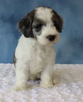 Ziggy, a male Poodle - Miniature  and Sheepadoodle for sale in Apple Creek, OH – 5 of 5