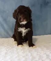 Sawyer, a male Portuguese Water Dog for sale in Apple Creek, OH – 4 of 4