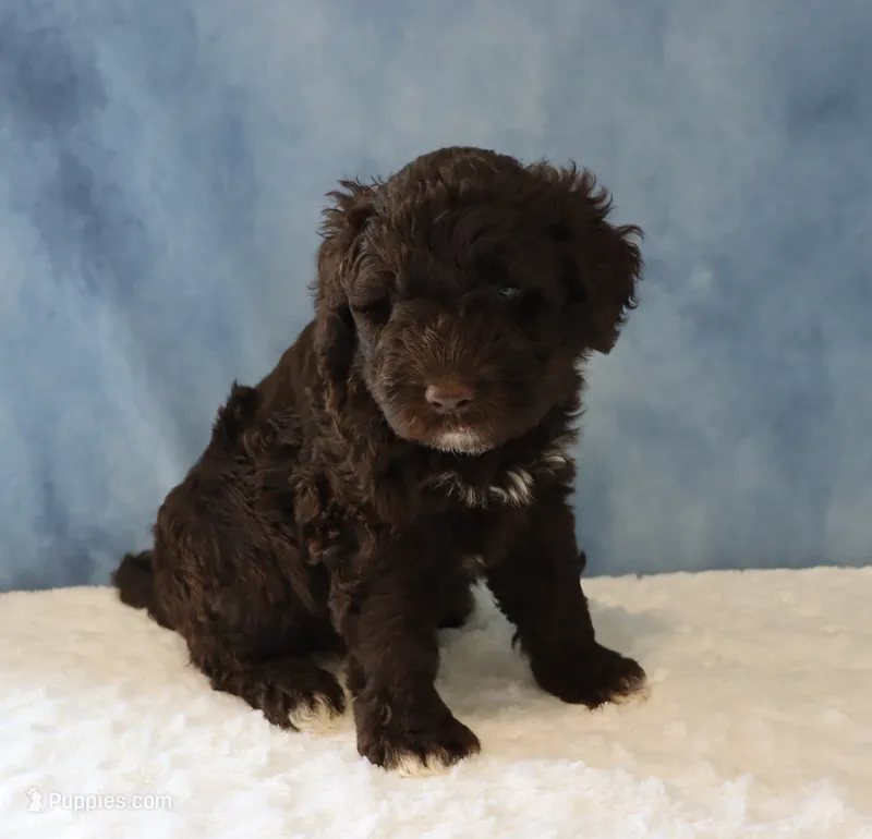 Sean – Portuguese Water Dog puppy for sale in Apple Creek, OH