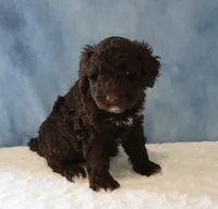 Sean, a male Portuguese Water Dog for sale in Apple Creek, OH – 1 of 4
