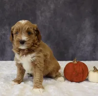 Belle, a female Miniature Goldendoodle for sale in Apple Creek, OH – 4 of 5