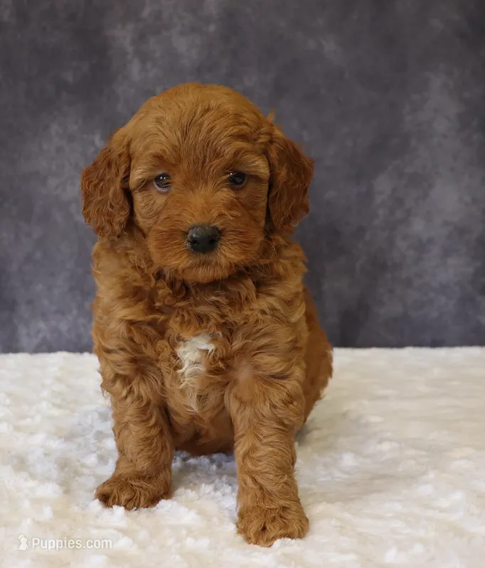 Betsy – Miniature Goldendoodle puppy for sale in Apple Creek, OH