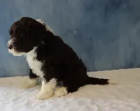 Sargent, a male Portuguese Water Dog for sale in Apple Creek, OH – 3 of 4