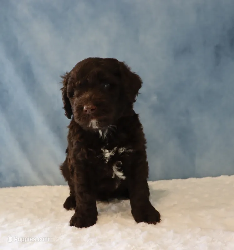 Seth – Portuguese Water Dog puppy for sale in Apple Creek, OH