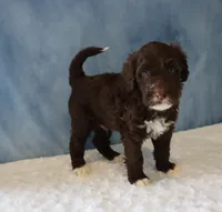 Sawyer, a male Portuguese Water Dog for sale in Apple Creek, OH – 3 of 4