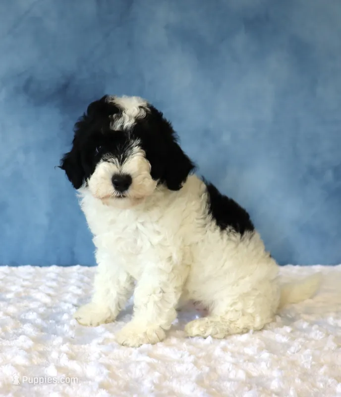 Bella – Poodle - Miniature , Sheepadoodle puppy for sale in Apple Creek, OH