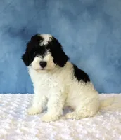 Bella, a female Poodle - Miniature  and Sheepadoodle for sale in Apple Creek, OH – 1 of 4