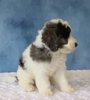 Finley, a male Poodle - Miniature  and Sheepadoodle for sale in Apple Creek, OH – 3 of 5