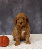 Betsy, a female Miniature Goldendoodle for sale in Apple Creek, OH – 4 of 6