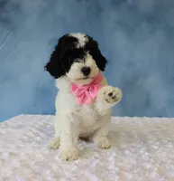 Bella, a female Poodle - Miniature  and Sheepadoodle for sale in Apple Creek, OH – 3 of 4