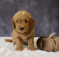 Bentley, a male Miniature Goldendoodle for sale in Apple Creek, OH – 4 of 4