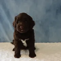 Skylar, a male Portuguese Water Dog for sale in Apple Creek, OH – 1 of 4