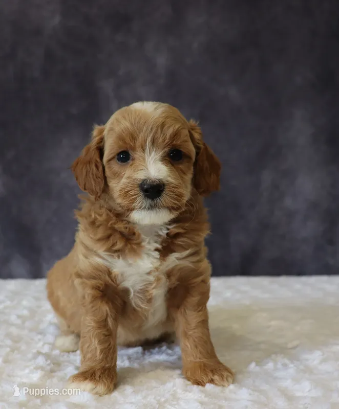 Baxter – Miniature Goldendoodle puppy for sale in Apple Creek, OH