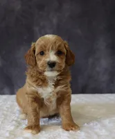 Baxter, a male Miniature Goldendoodle for sale in Apple Creek, OH – 1 of 6