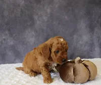 Brielle, a female Miniature Goldendoodle for sale in Apple Creek, OH – 3 of 4