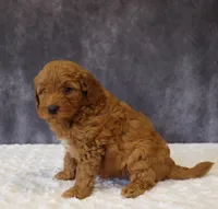 Betsy, a female Miniature Goldendoodle for sale in Apple Creek, OH – 5 of 6