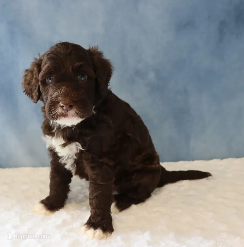 Sawyer – Portuguese Water Dog puppy for sale in Apple Creek, OH