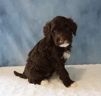 Sawyer, a male Portuguese Water Dog for sale in Apple Creek, OH – 2 of 4