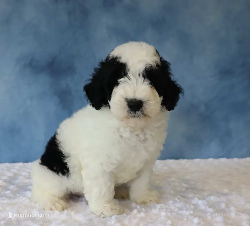 Charlie – Poodle - Miniature , Sheepadoodle puppy for sale in Apple Creek, OH
