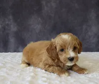 Baxter, a male Miniature Goldendoodle for sale in Apple Creek, OH – 5 of 6