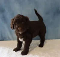 Sierra, a female Portuguese Water Dog for sale in Apple Creek, OH – 2 of 4