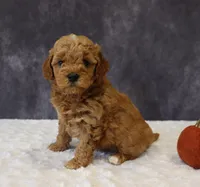 Bonnie, a female Miniature Goldendoodle for sale in Apple Creek, OH – 4 of 5