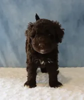 Sean, a male Portuguese Water Dog for sale in Apple Creek, OH – 3 of 4