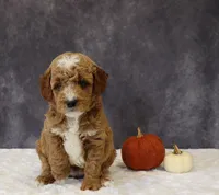 Bailey, a male Miniature Goldendoodle for sale in Apple Creek, OH – 5 of 6