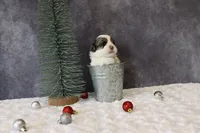 processed/5b0dcb99-9884-47dd-b251-c54a38824ed0/listing/4563f740-39ee-455c-88d3-6c466f77840c/ac9581d0-c284-4f4c-875f-37d41db3bd55