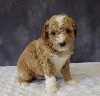 Brody, a male Miniature Goldendoodle for sale in Apple Creek, OH – 3 of 4