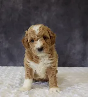 Brody, a male Miniature Goldendoodle for sale in Apple Creek, OH – 1 of 4