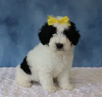 Charlie, a male Poodle - Miniature  and Sheepadoodle for sale in Apple Creek, OH – 4 of 4