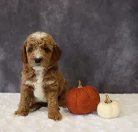 Bailey, a male Miniature Goldendoodle for sale in Apple Creek, OH – 3 of 6