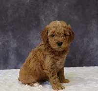 Bonnie, a female Miniature Goldendoodle for sale in Apple Creek, OH – 3 of 5