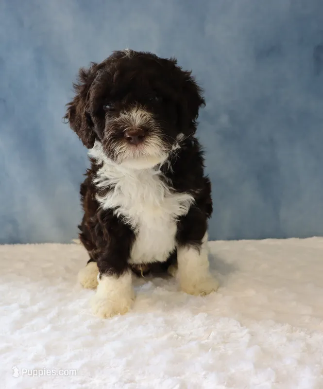 Sargent – Portuguese Water Dog puppy for sale in Apple Creek, OH