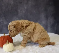 Brody, a male Miniature Goldendoodle for sale in Apple Creek, OH – 4 of 4