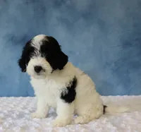 Shadow, a female Poodle - Miniature  and Sheepadoodle for sale in Apple Creek, OH – 4 of 5