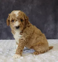 Brody, a male Miniature Goldendoodle for sale in Apple Creek, OH – 2 of 4