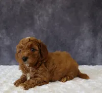 Brielle, a female Miniature Goldendoodle for sale in Apple Creek, OH – 4 of 4