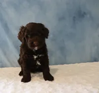 Seth, a male Portuguese Water Dog for sale in Apple Creek, OH – 3 of 4