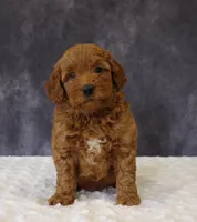 Betsy, a female Miniature Goldendoodle for sale in Apple Creek, OH – 3 of 6