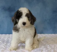 Finley, a male Poodle - Miniature  and Sheepadoodle for sale in Apple Creek, OH – 2 of 5