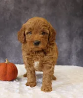 Betsy, a female Miniature Goldendoodle for sale in Apple Creek, OH – 6 of 6