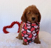 Maeve, a female Poodle - Miniature  and Miniature Goldendoodle for sale in Apple Creek, OH – Photo 1 of 10