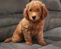 Maeve, a female Poodle - Miniature  and Miniature Goldendoodle for sale in Apple Creek, OH – Photo 10 of 10