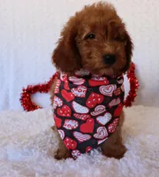 Maeve, a female Poodle - Miniature  and Miniature Goldendoodle for sale in Apple Creek, OH – Photo 5 of 10