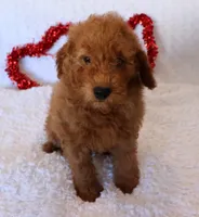 Maeve, a female Poodle - Miniature  and Miniature Goldendoodle for sale in Apple Creek, OH – Photo 2 of 10