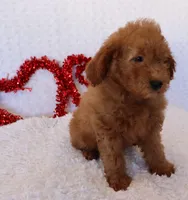 Maeve, a female Poodle - Miniature  and Miniature Goldendoodle for sale in Apple Creek, OH – Photo 4 of 10