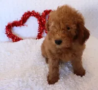 Maeve, a female Poodle - Miniature  and Miniature Goldendoodle for sale in Apple Creek, OH – Photo 8 of 10