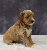 Belle, a female Miniature Goldendoodle for sale in Apple Creek, OH – 3 of 5